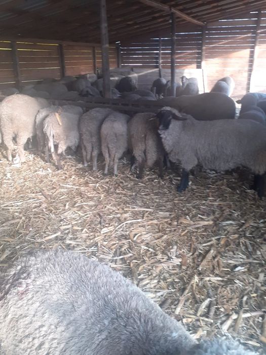 Oi de vânzre ,chiar și pe alese