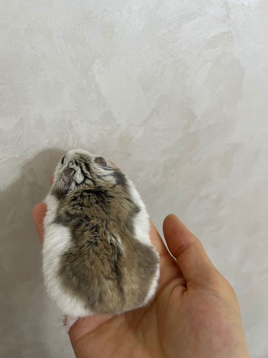 хомяк джунгарский