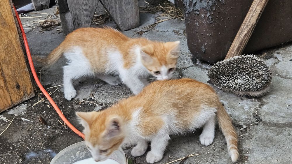 Котята бесплатно..