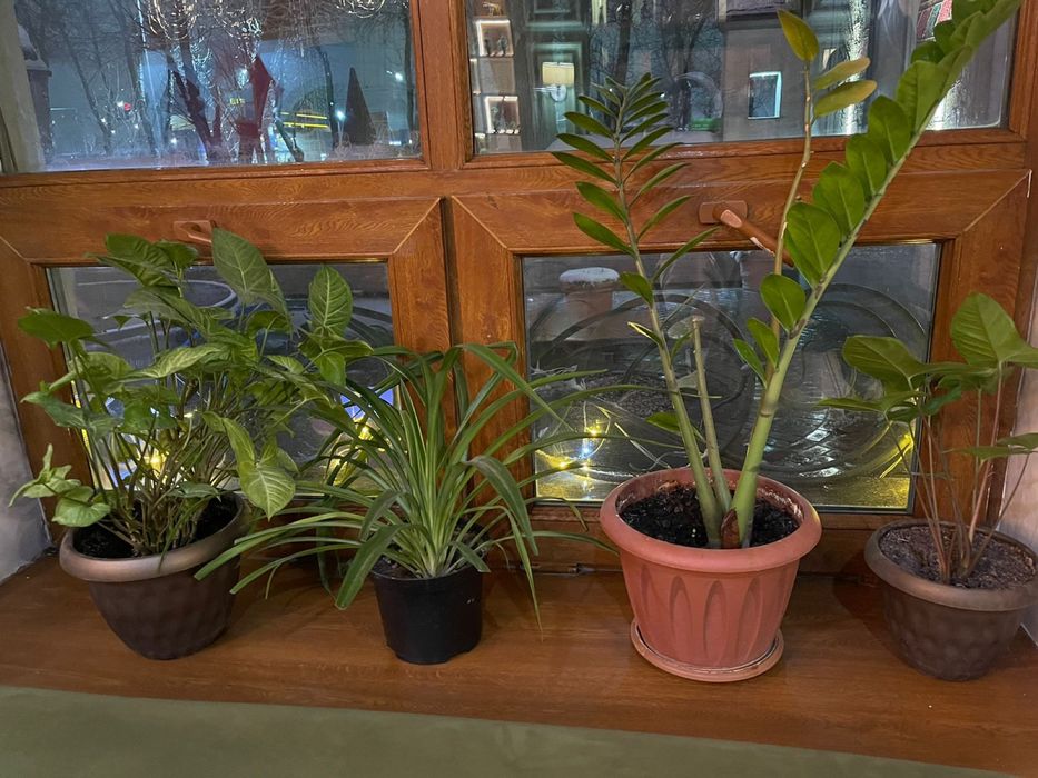 Цветы под ваш вкус