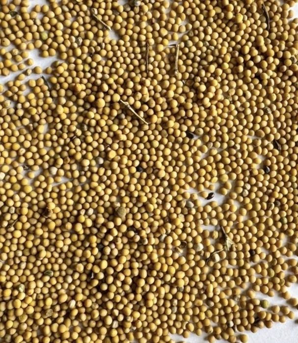 Продажа белой горчицы