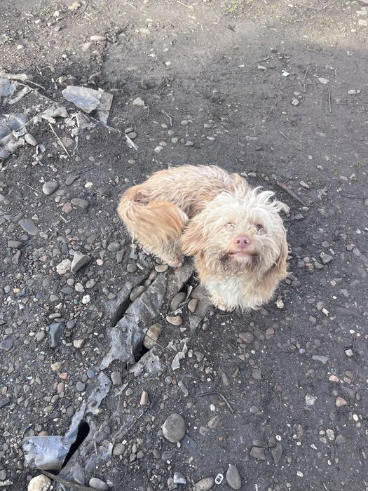 Catel abandonat isi cauta dtapan