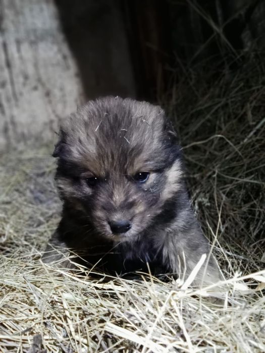 Отдам щенков в хорошие руки