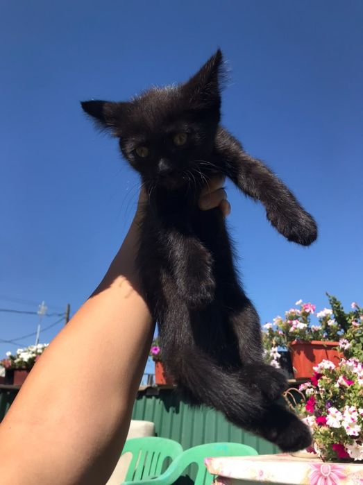 Черный кот 2 месяца