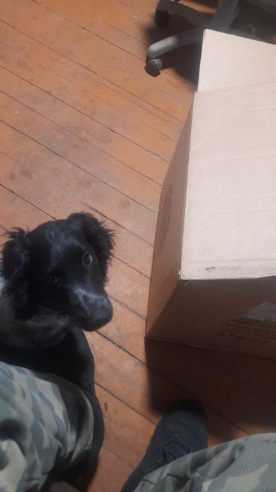 Щенки надежной породы