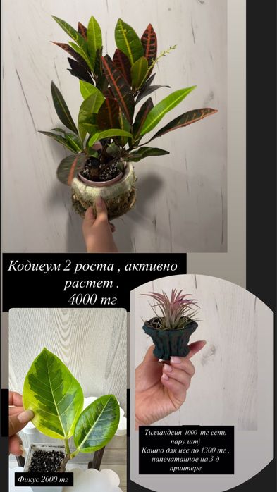Продам домашние растения