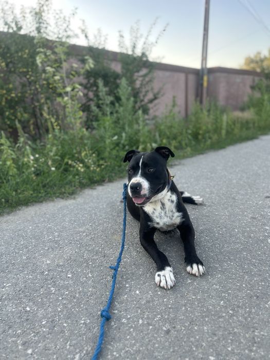 Vănd amstaff 1000 de lei