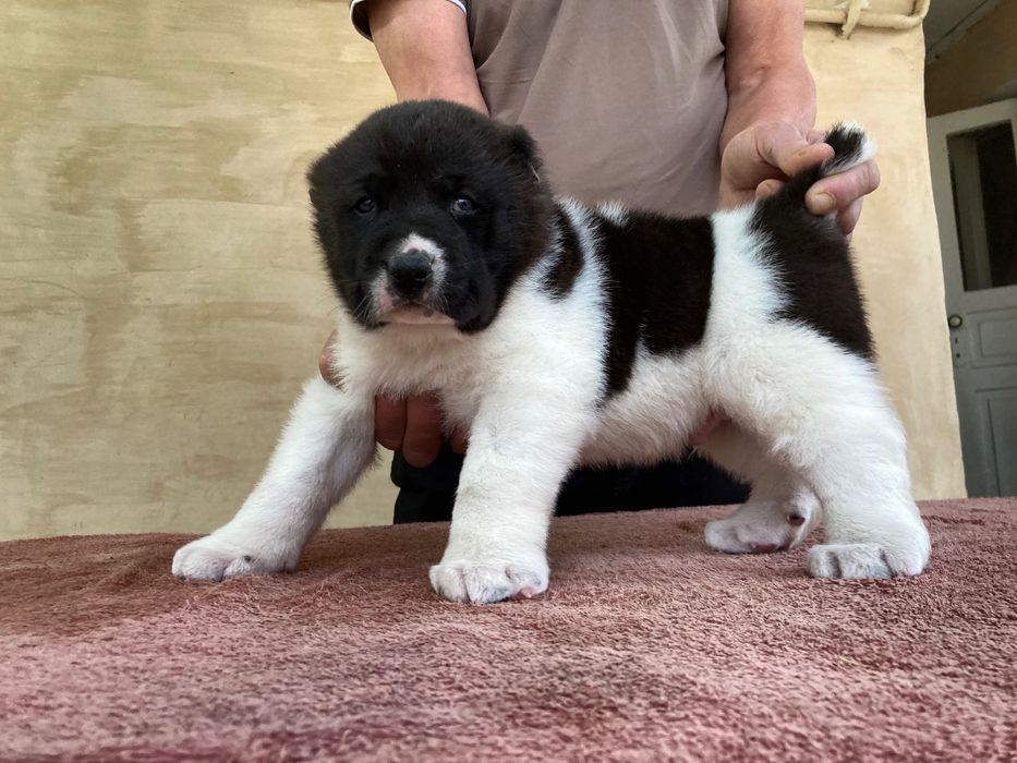 Щенок ( Туркменского Алабая ) чистокровный !