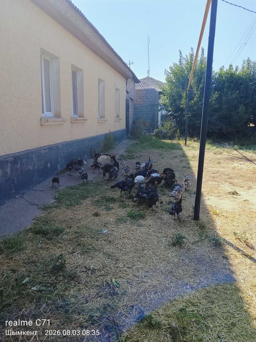 Продаю индюков срочно