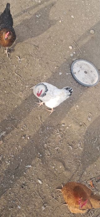 Тауық , қораз сатылады