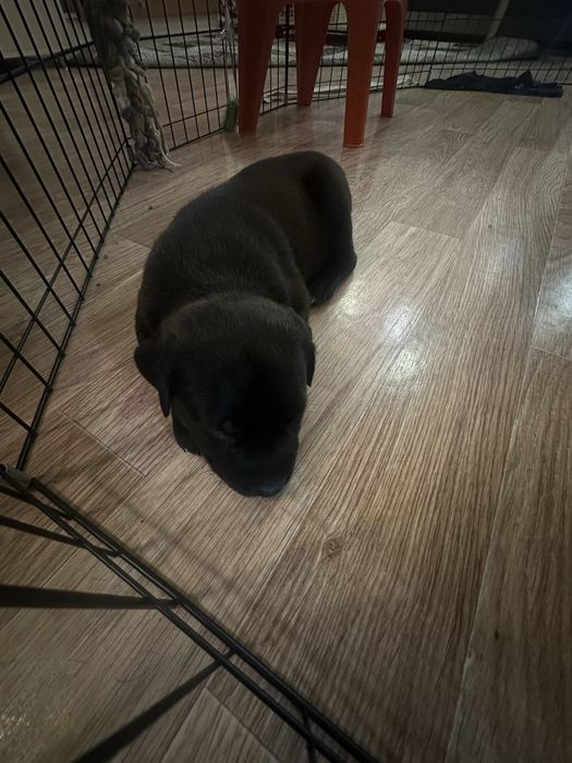 В продажу шенки пит-буля