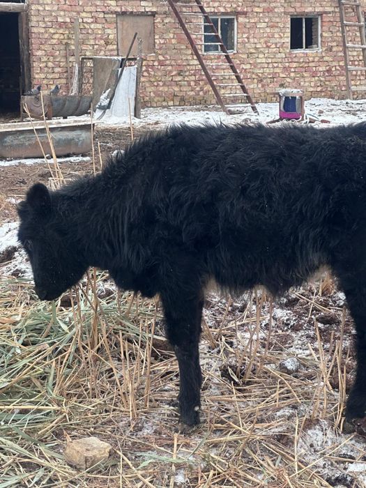 Екі ұрғашы баспақ