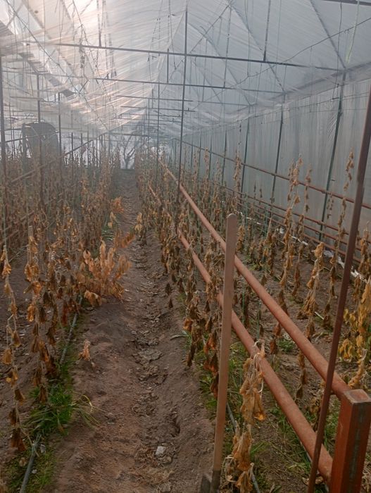 Теплица 7 соток.