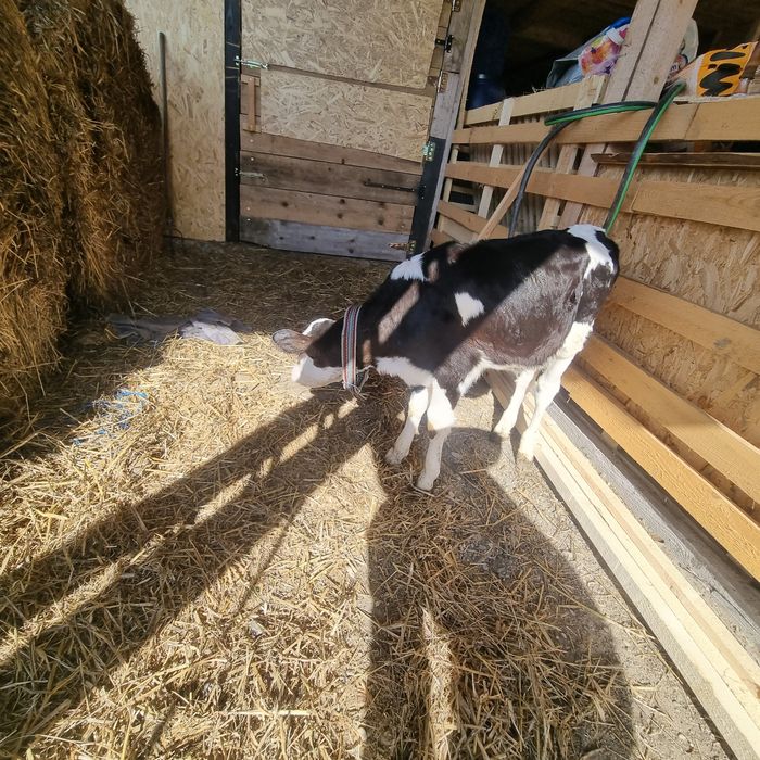 Vitica 7 săptămâni ( sau schimb cu vitel , tauras )