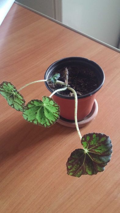 Бегония комнатная разная