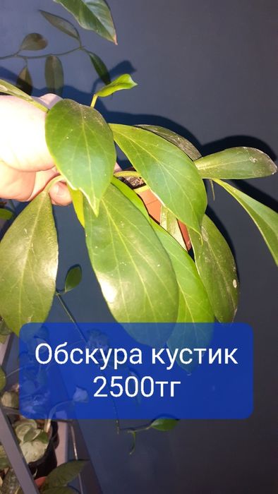 Хойи разных сортов  Цветы Растения