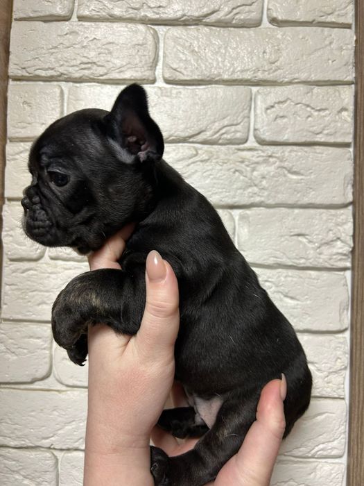 Французский бульдог