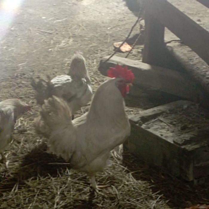 Продаются домашние петухы