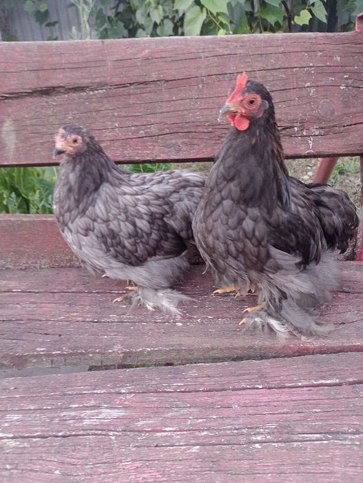 Cochinchina pitic cenușiu