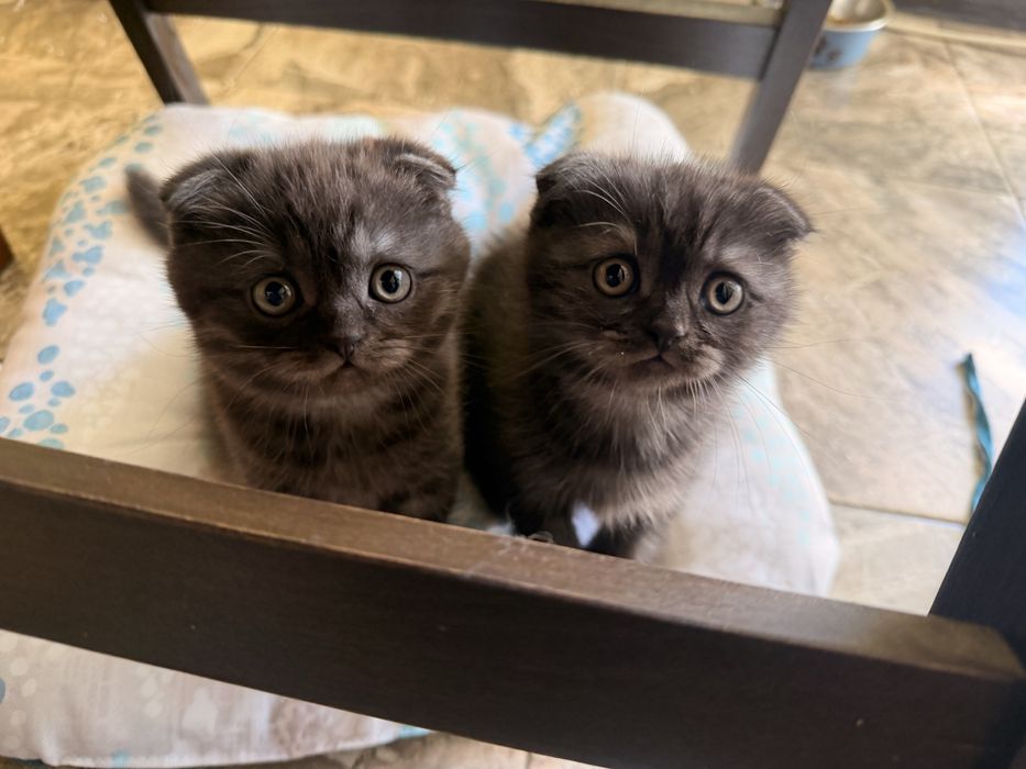 Шотландски клепоухи котета