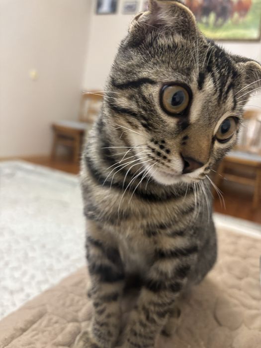 Отдам в добрые руки котенка 3 месяца