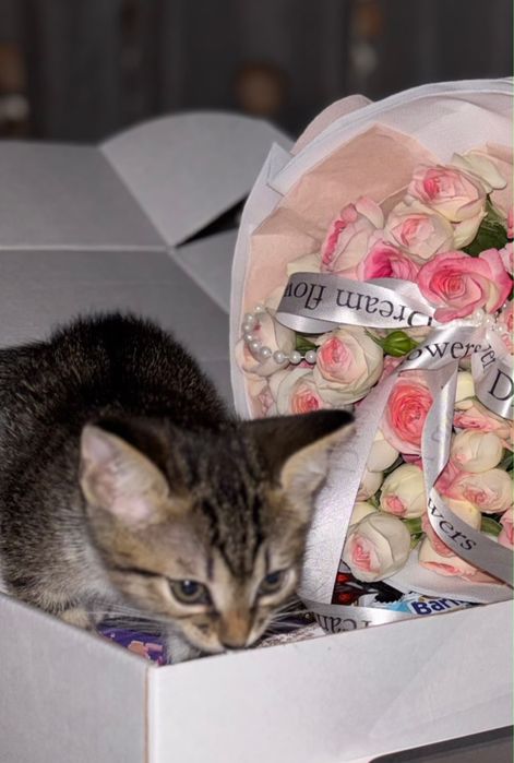Отдам котенка в добрые ручки