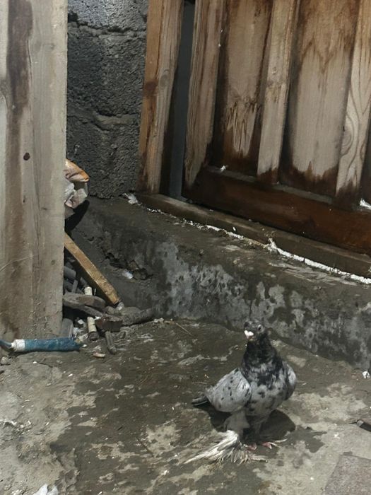 Продаю узбеки здоровья вся птица