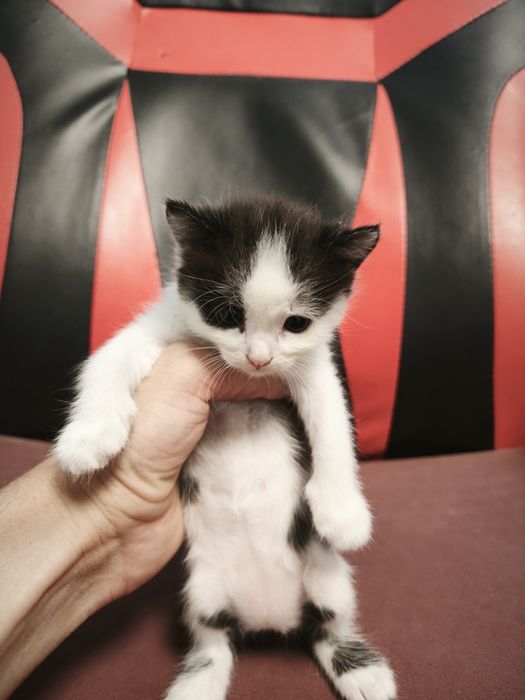 Отдам котят  !!!