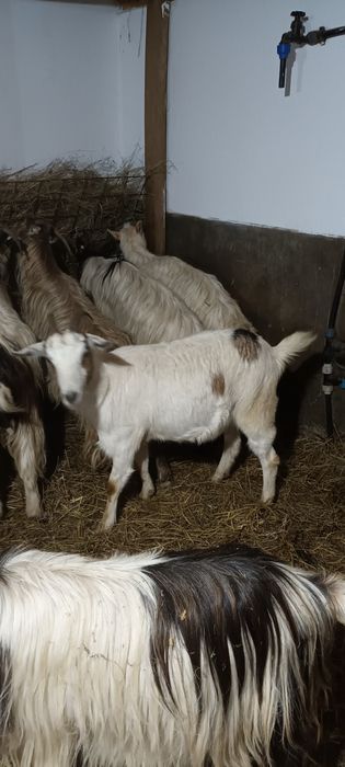 Vând capre pregătite de fătat