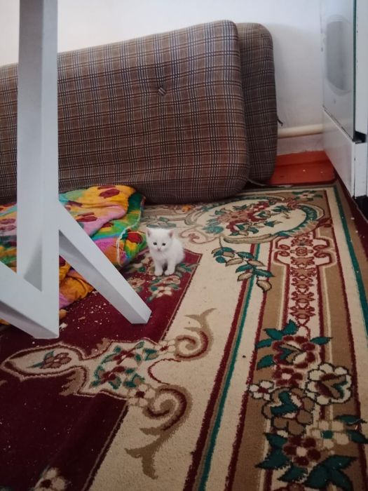 Мысық тегін берем маргау