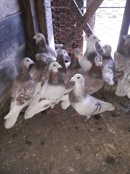 Porumbei Voiajori Bricoux