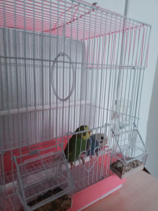 Продаю попугаев,с клеткой