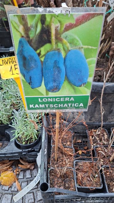 Vand pomi fructiferi