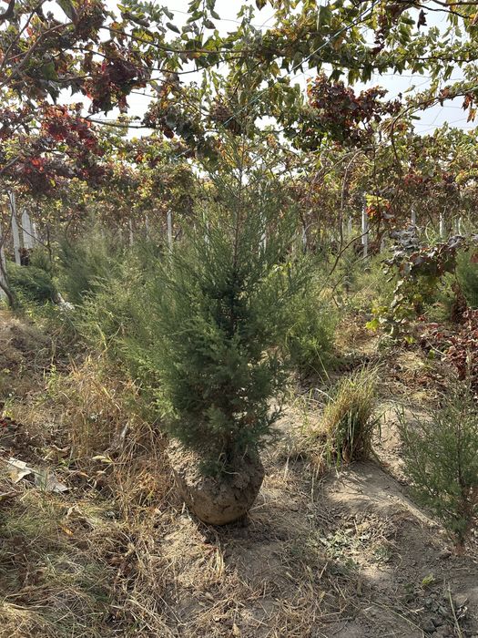 арча можжевелник звёздичка