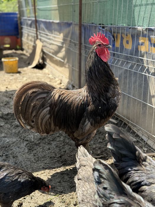 Cocoș Australorp albastru