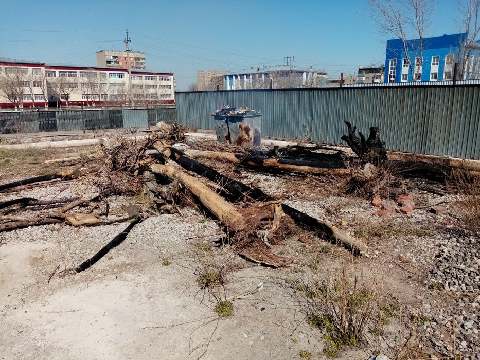 Дрова бесплатно. Караганда