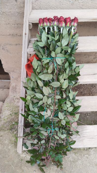 Роза местный оптом!