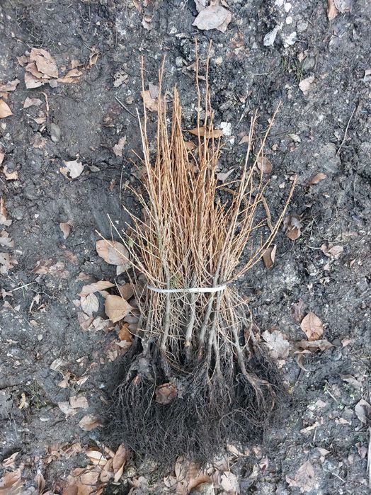 Puieti larice japoneza- Larix kaempferi