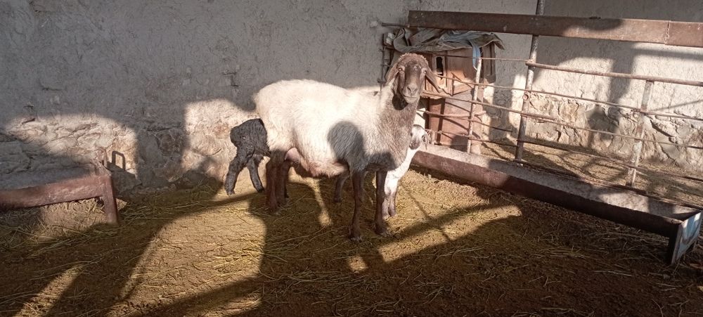 Ona bola qoʻylar sotiladi ogiz bolali 1 nar 1 moda bolalari yosh qoʻy