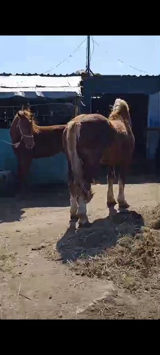 Советский тяж айғыр 5 жаста