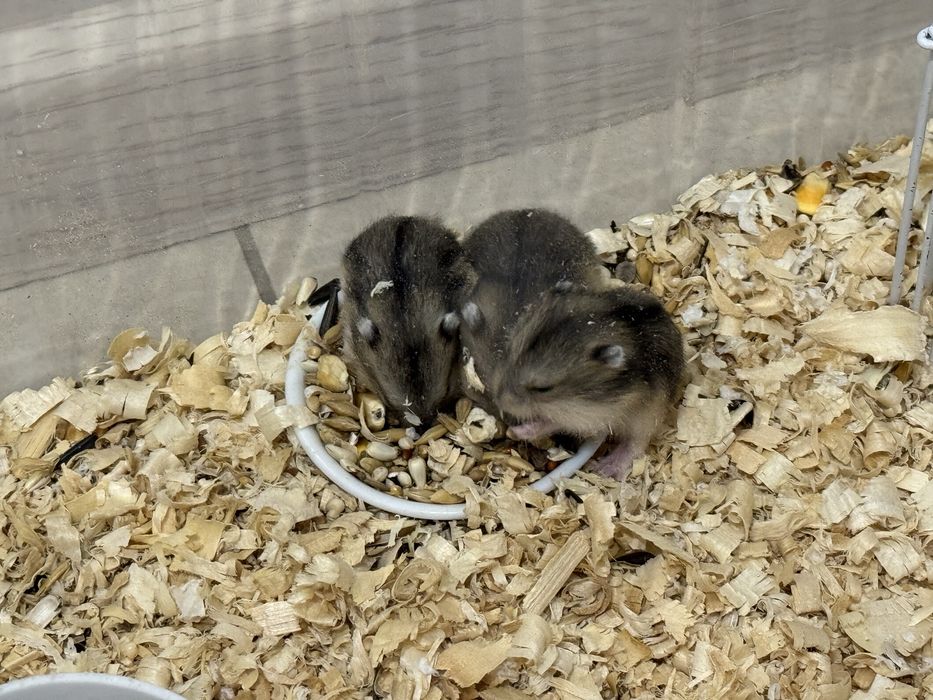 Продаем хомячков