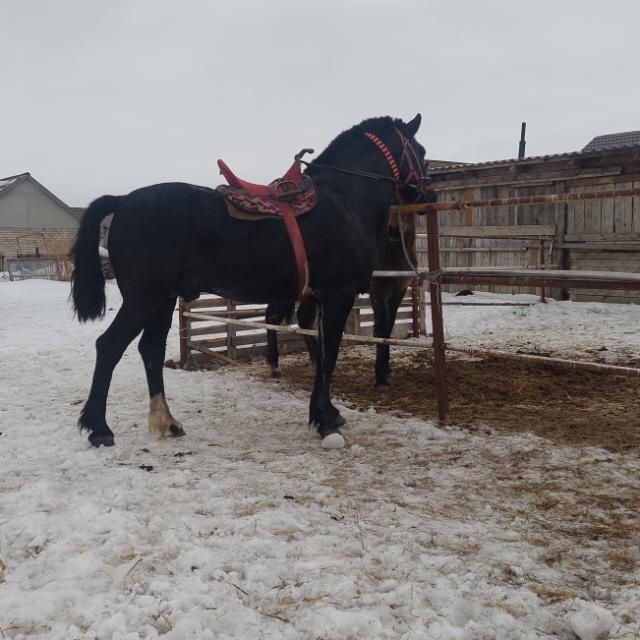 Жылқы 5жас сатылады