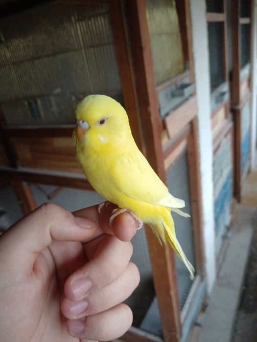 Papagali peruși tineri