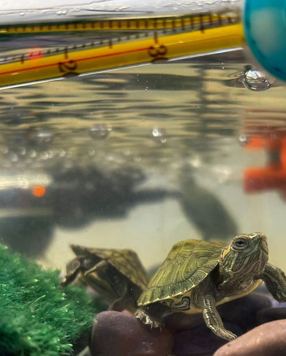 Красноухие водяные черепашки