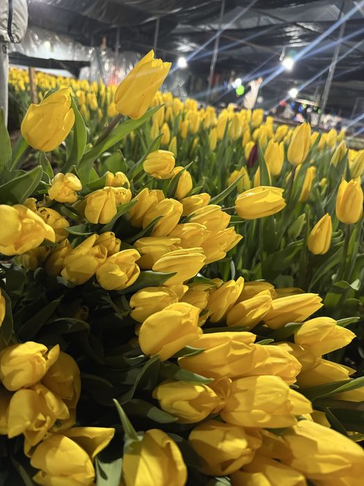 Тюльпаны оптом по 380тг