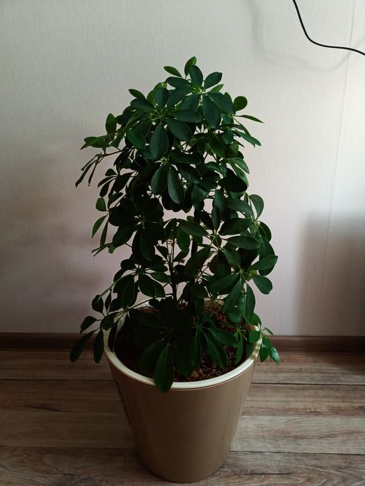 Продам комнатные цветы