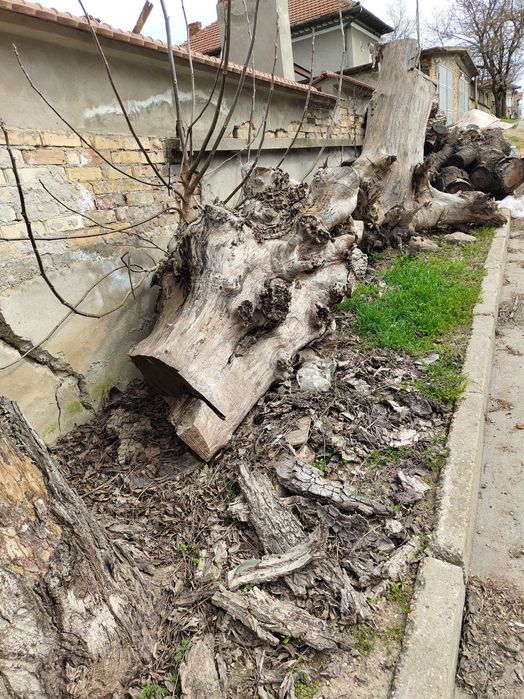 Трупи Дървен материал