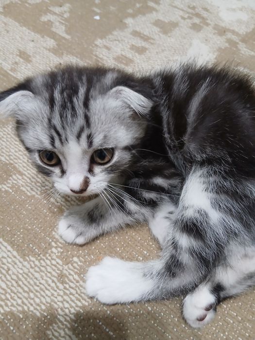 Шотландский вислоухи котята