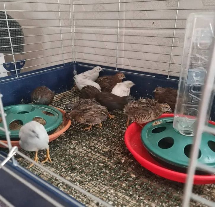 Vând cocoșei americani tineri, Preiau comenzi pui,