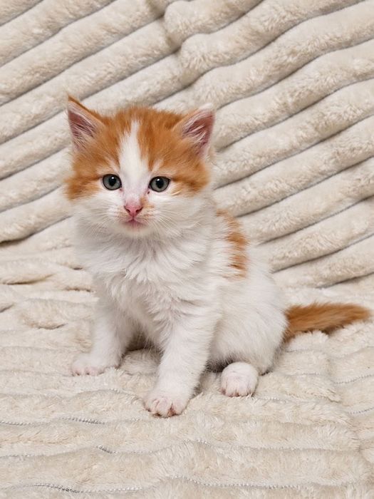 Котята ищут любящие руки